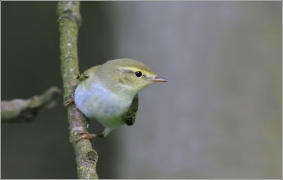 <p>BUDNÍČEK LESNÍ (Phylloscopus sibilatrix) okolí Rumburku /Wood warbler - Waldlaubsänger/</p>